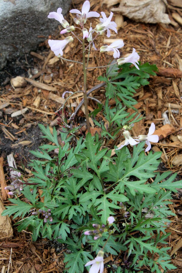 Image of Dentaria 'Green Snowflake'||