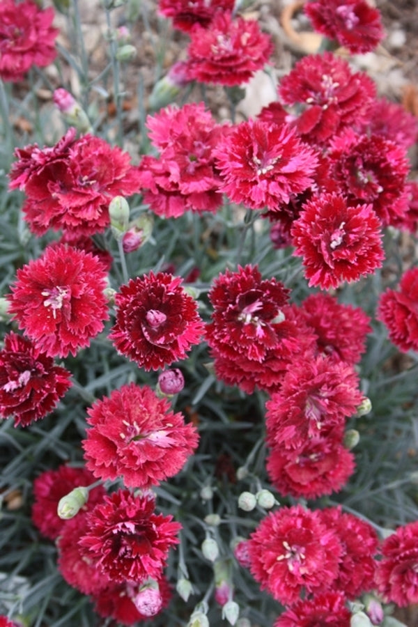 Image of Dianthus 'Pomegranate Kiss' PP 21,895|Juniper Level Botanic Gdn, NC|JLBG