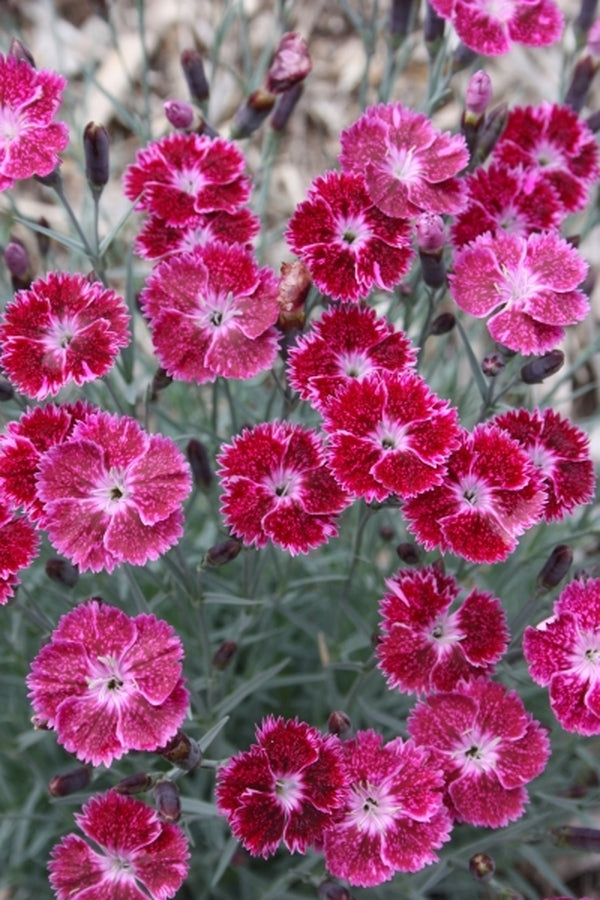 Image of Dianthus 'Sangria Splash' PP 21,781|Juniper Level Botanic Gdn, NC|JLBG