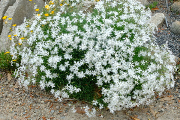 Image of Dianthus arenarius|Juniper Level Botanic Gdn, NC|JLBG