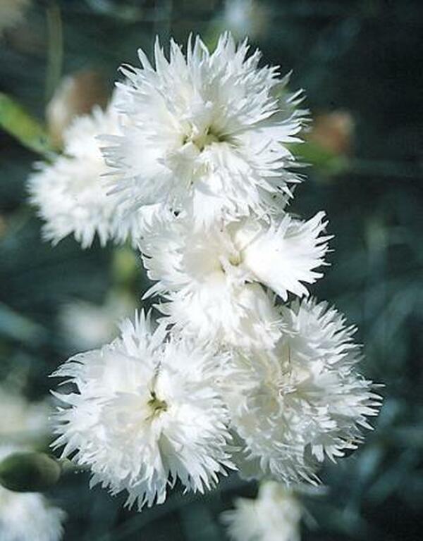 Image of Dianthus plumarius 'Birmingham'|Juniper Level Botanic Gdn, NC|JLBG