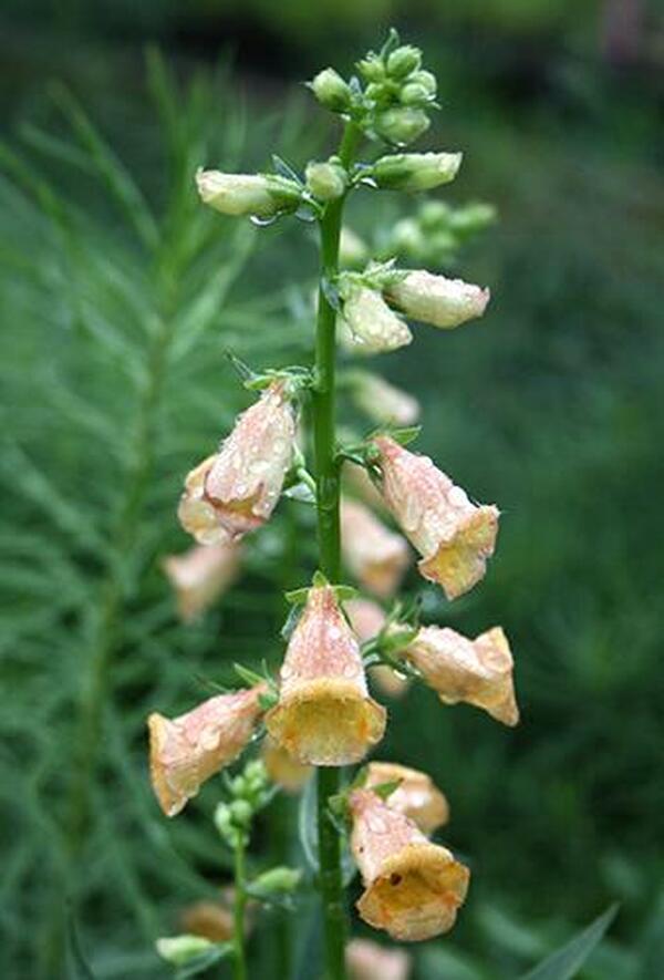 Image of Digitalis 'Waldigone' PP 20,937|Juniper Level Botanic Gdn, NC|JLBG