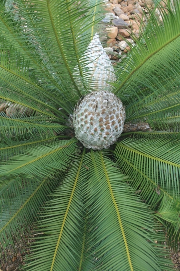 Image of Dioon edule 'Tamaulipas'|Juniper Level Botanic Gdn, NC|JLBG