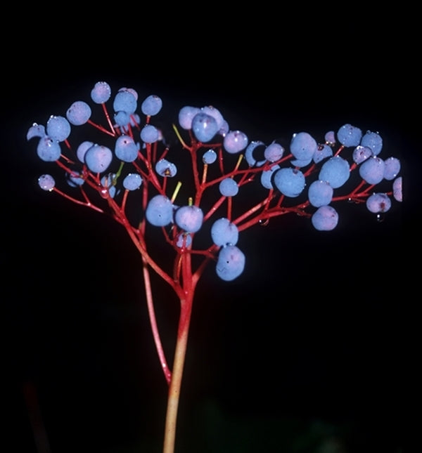 Image of Diphylleia grayi|Singer/Charlesworth gdn, MA|