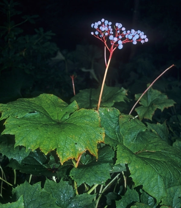 Image of Diphylleia grayi|Singer/Charlesworth gdn, MA|