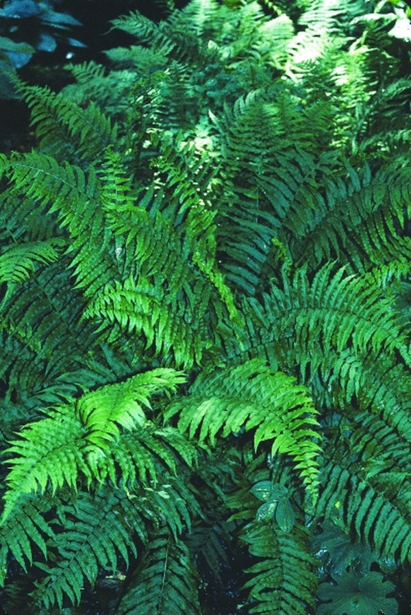 Image of Diplazium pycnocarpon|B. Peterson Gdn, MN|