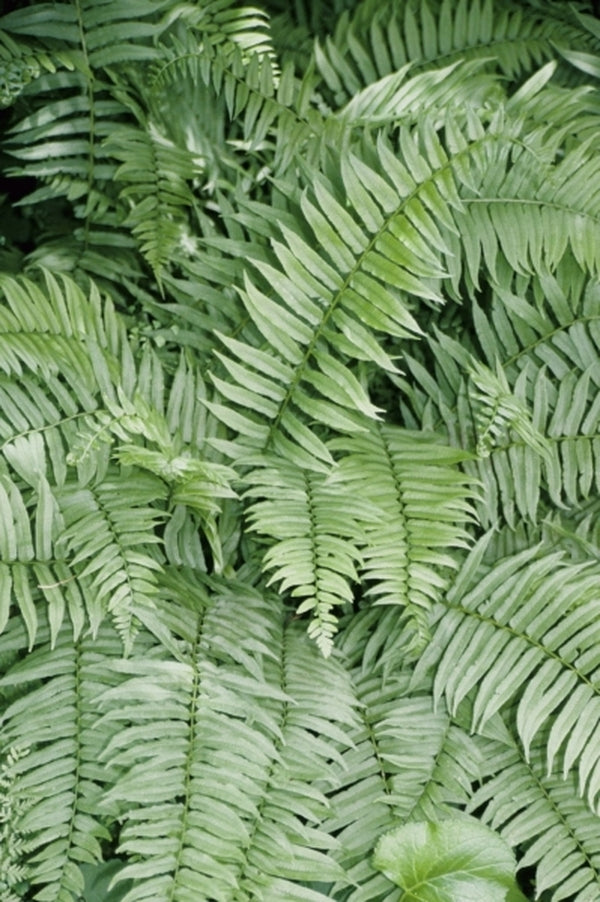 Image of Diplazium pycnocarpon|NC Botanical Gdn, NC|