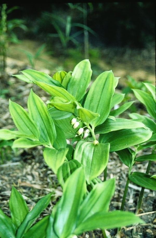 Image of Disporopsis aspersa 'Gordon'|Juniper Level Botanic Gdn, NC|JLBG