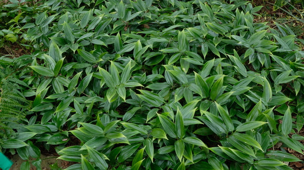 Image of Disporopsis aspersa 'Winter Gem'taken at Juniper Level Botanic Gdn, NC by JLBG