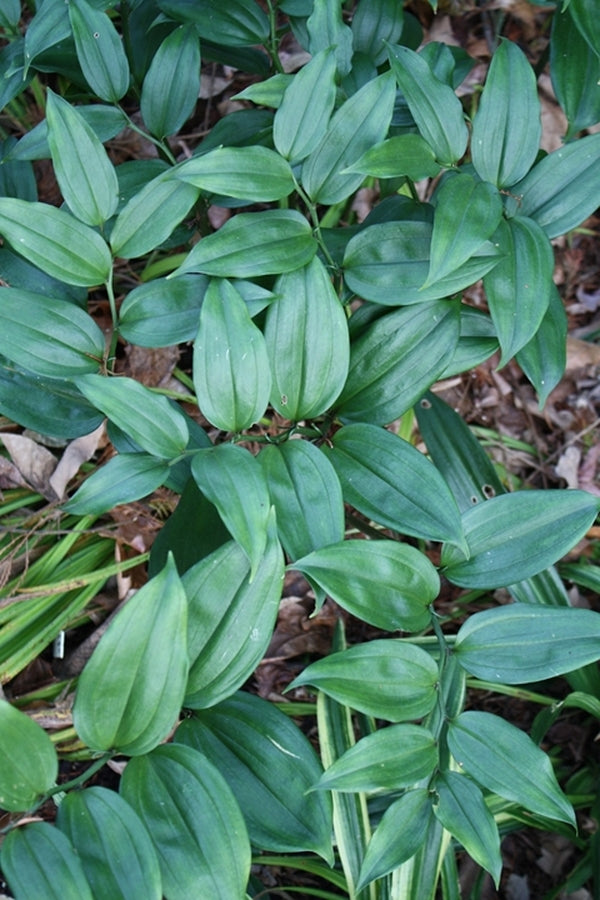 Image of Disporopsis undulata 'Jade Point'||