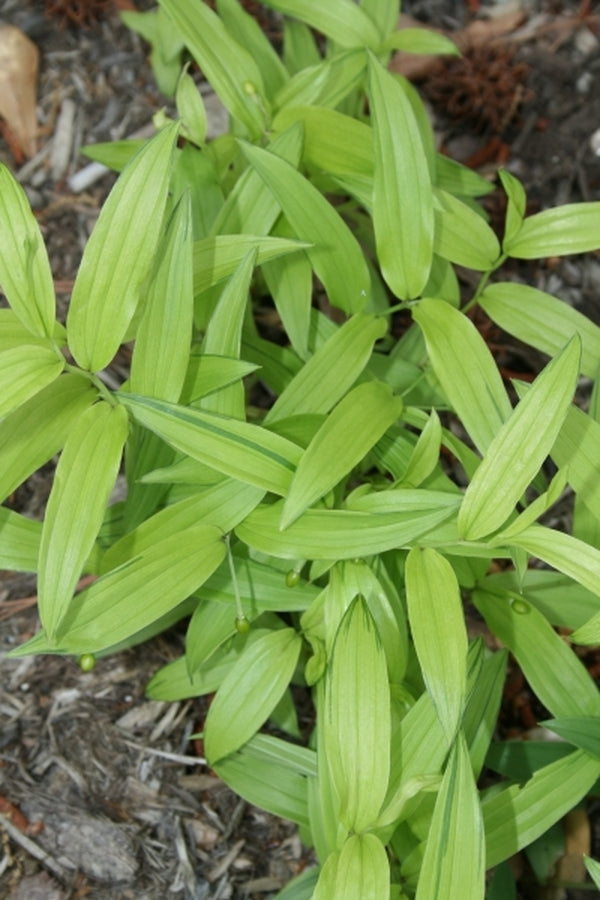 Image of Disporum sessile 'Kinsei'|Juniper Level Botanic Gdn, NC|JLBG