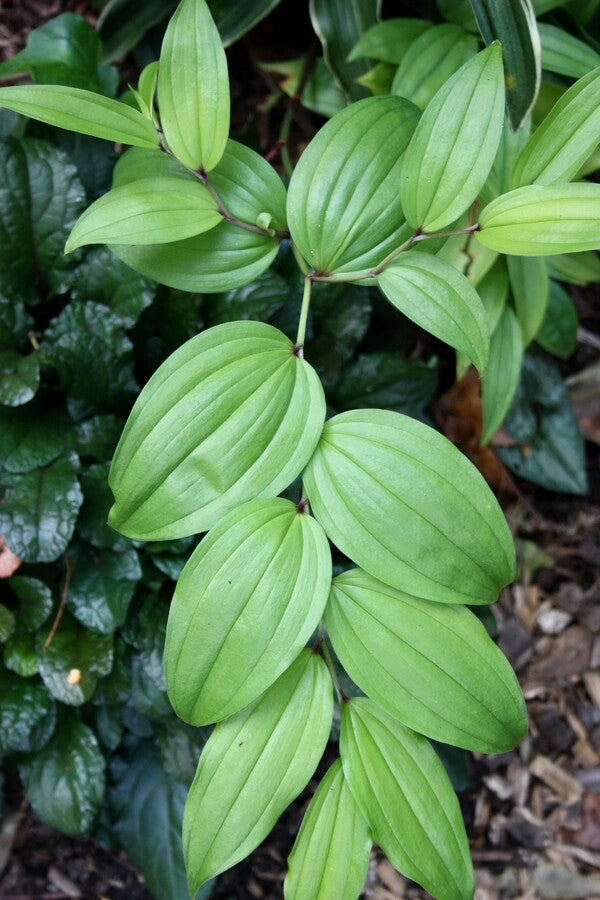 Image of Disporum trabeculatum |Juniper Level Botanic Gdn, NC|