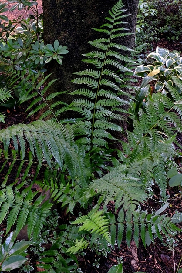 Image of Dryopteris x clintoniana