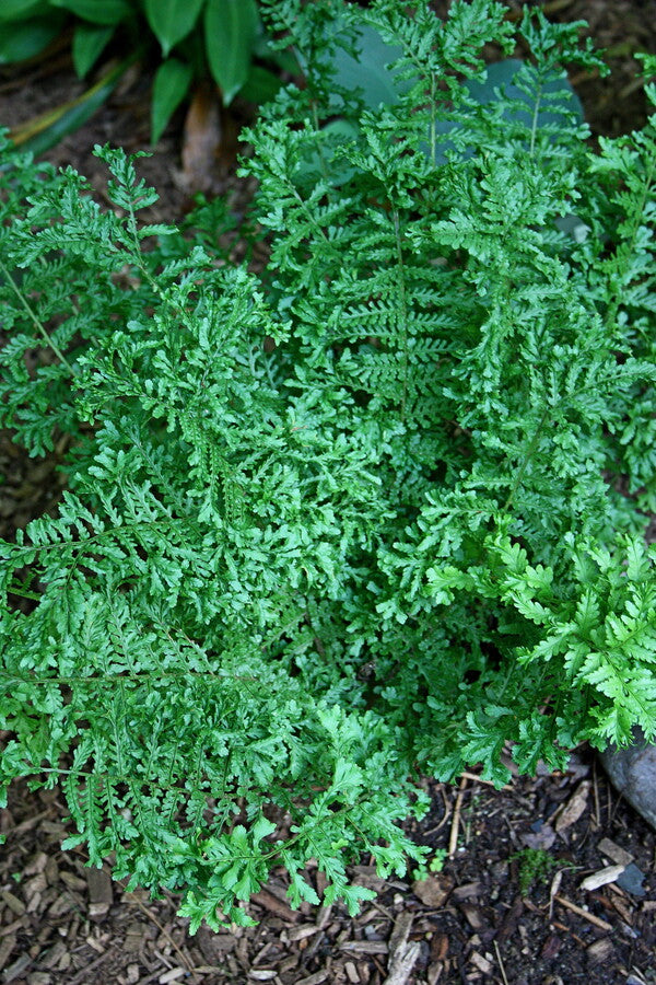 Image of Dryopteris filix-mas 'Linearis Polydactyla'taken at Chopko Gdn, NJ by T. Avent