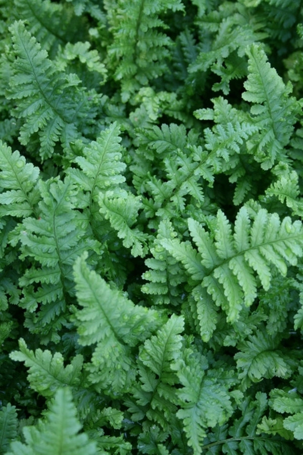 Image of Dryopteris filix-mas 'Parsley'|Juniper Level Botanic Gdn, NC|JLBG