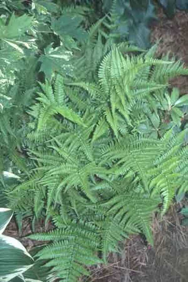 Image of Dryopteris formosana|Juniper Level Botanic Gdn, NC|JLBG