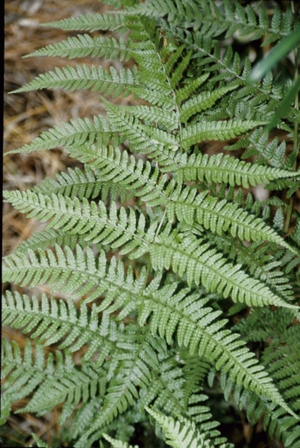 Image of Dryopteris indusiata|Juniper Level Botanic Gdn, NC|JLBG