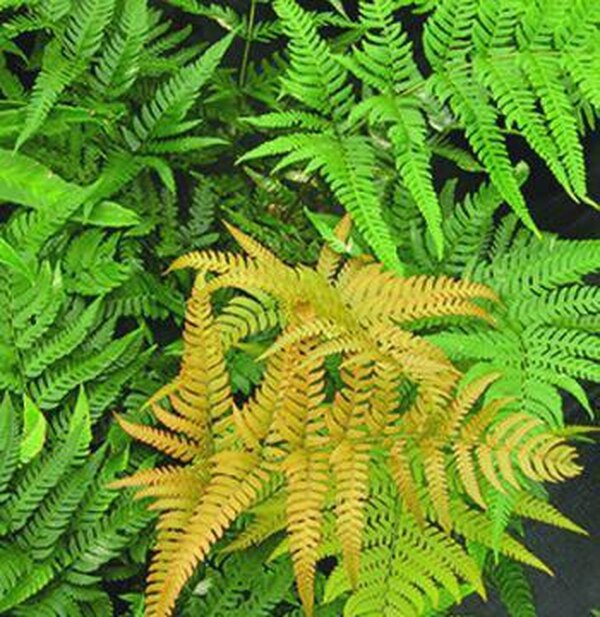 Image of Dryopteris labordei 'Golden Mist'|Casa Flora, TX|Casa Flora