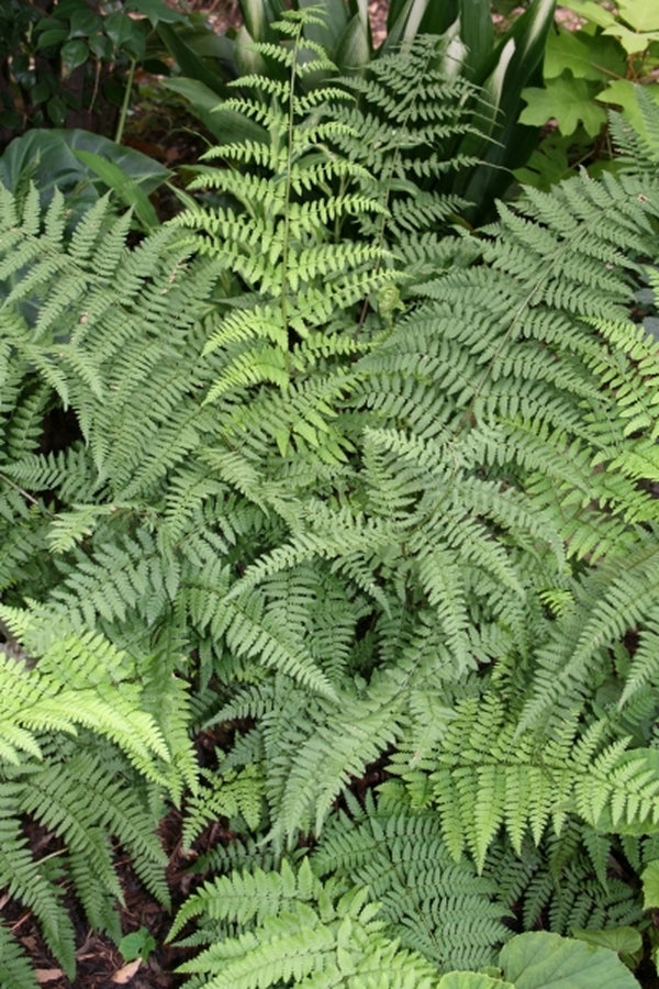 Image of Dryopteris munchii|Juniper Level Botanic Gdn, NC|JLBG