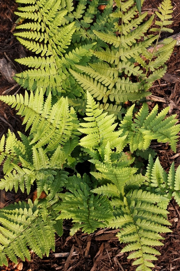 Image of Dryopteris pulcherrima||