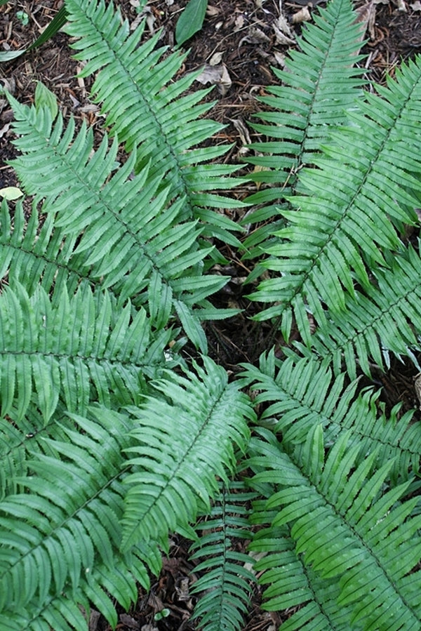 Image of Dryopteris stenolepis|Juniper Level Botanic Gdn, NC|JLBG