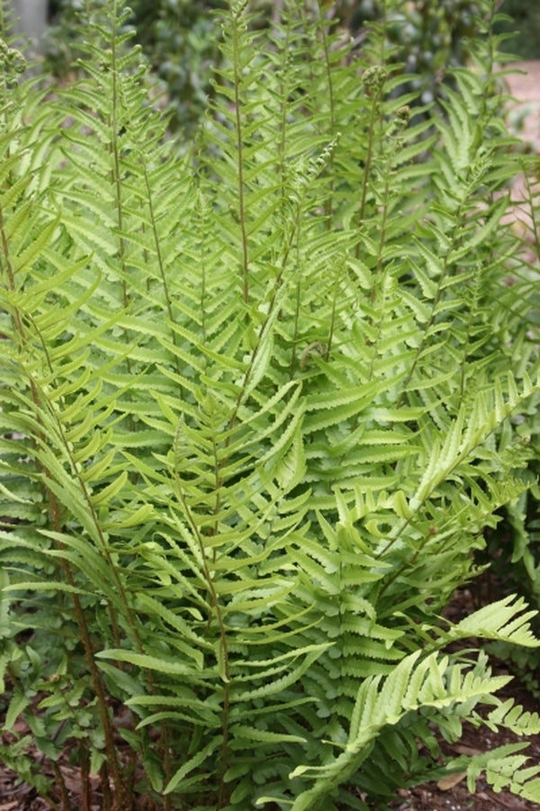 Image of Dryopteris tokyoensis taken at Juniper Level Botanic Gdn, NC by JLBG