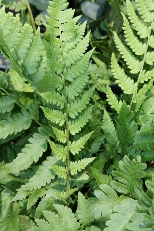 Image of Dryopteris villarii|Juniper Level Botanic Gdn, NC|JLBG