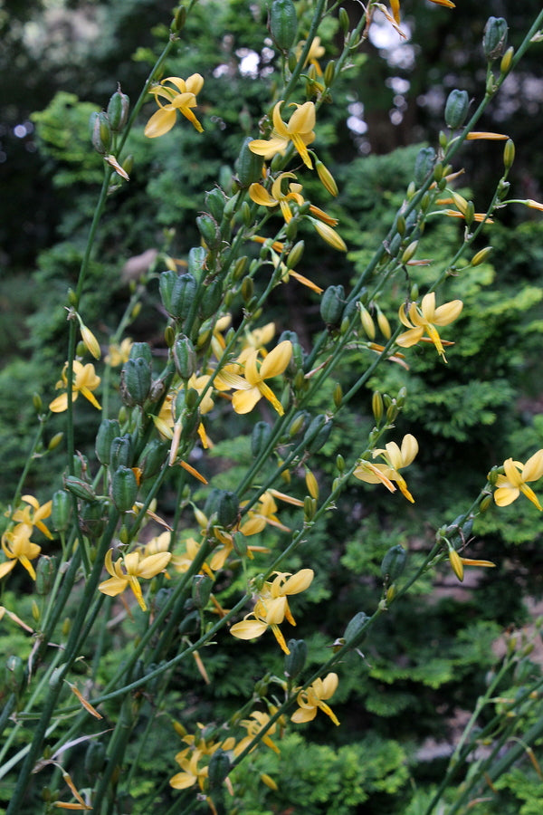 Image of Echeandia texensis 'Loma del Potrero Cercado'||