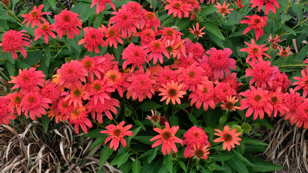 Image of Echinacea 'Double Scoop Mandarin' PP 26,640taken at Juniper Level Botanic Gdn, NC by JLBG