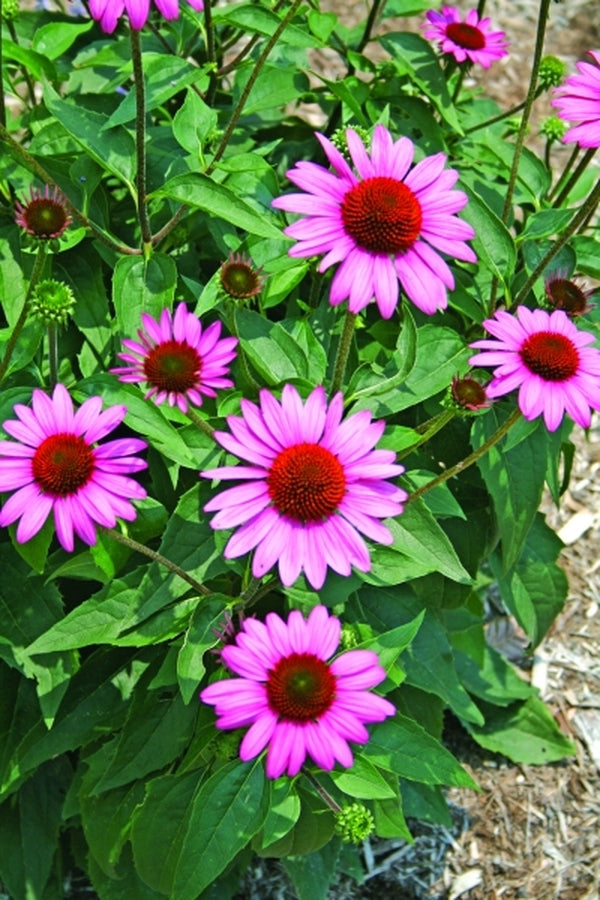Image of Echinacea 'Elton Knight' PP 18,133|Juniper Level Botanic Gdn, NC|JLBG