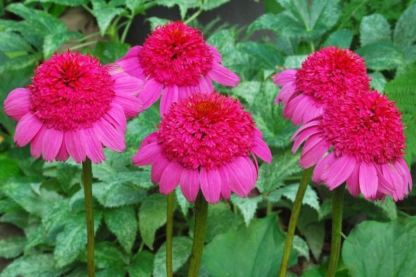 Image of Echinacea 'Gum Drop' PP 22,132|Terra Nova Nurseries, OR|Terra Nova Nurseries