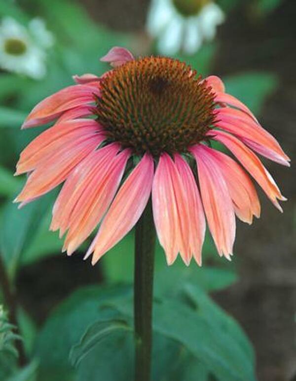 Image of Echinacea 'Katie Saul' PP 18,783|Itsaul Plants, GA|Itsaul Plants