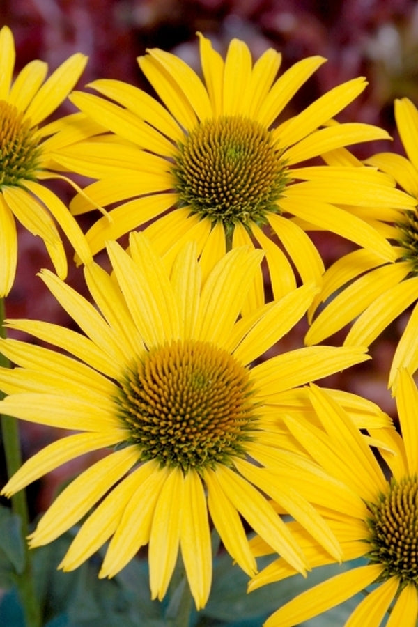 Image of Echinacea 'Mac 'n' Cheese' PP 19,464|Terra Nova Nurseries, OR|Terra Nova Nurseries