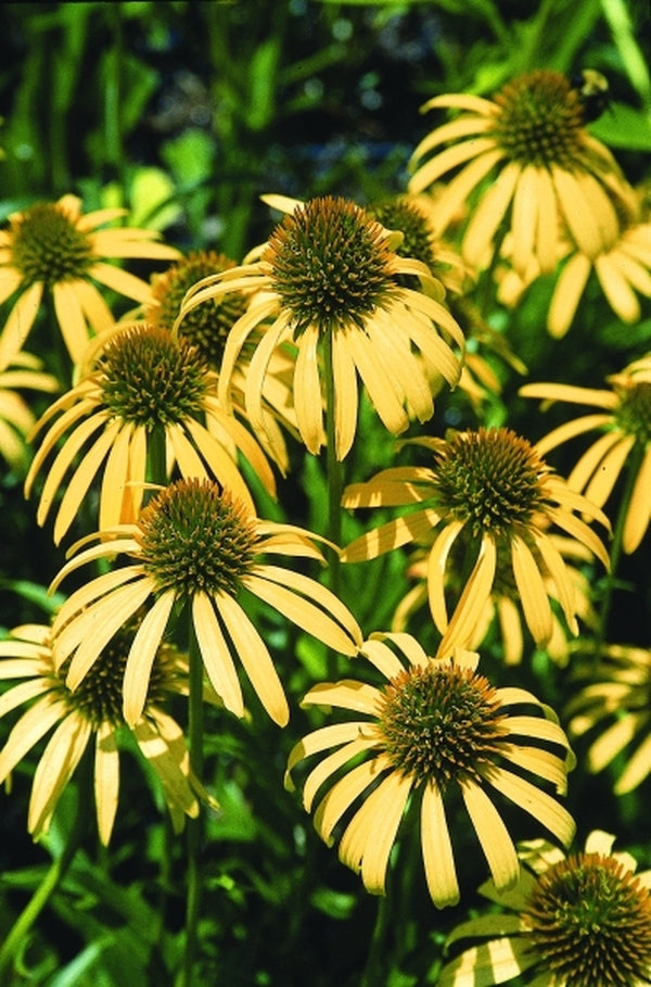 Image of Echinacea 'Mango Meadowbrite' PP 16,636|Juniper Level Botanic Gdn, NC|JLBG