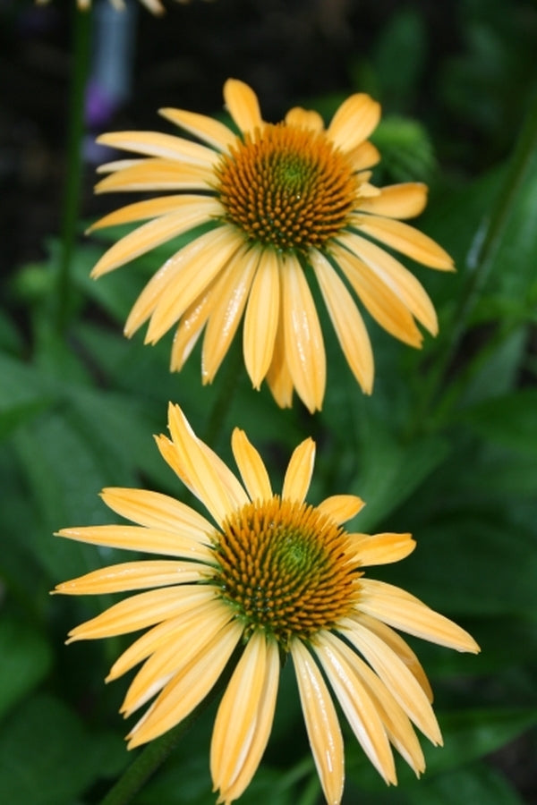 Image of Echinacea 'Matthew Saul' PP 17,652|Juniper Level Botanic Gdn, NC|JLBG