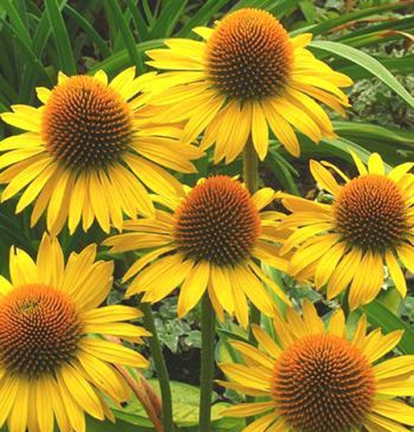 Image of Echinacea 'Maui Sunshine' PP 22,808|Terra Nova Nurseries, OR|Terra Nova Nurseries