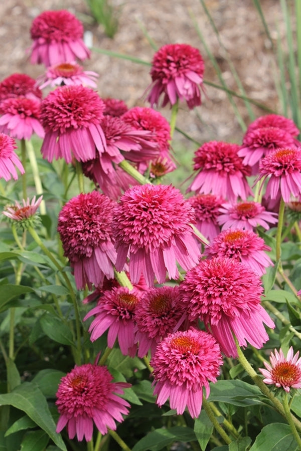 Image of Echinacea 'Secret Affair' PP 24,354|Juniper Level Botanic Gdn, NC|JLBG
