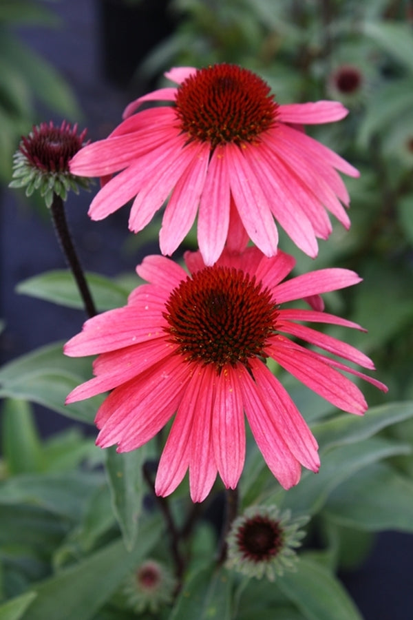 Image of Echinacea 'Solar Flare' PP 22,133|Itsaul Plants, GA|