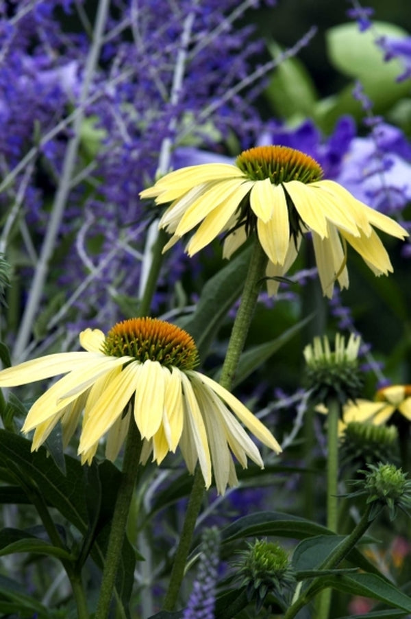 Image of Echinacea 'Sunrise' PP 16,235|Itsaul Plants, GA|Itsaul Plants