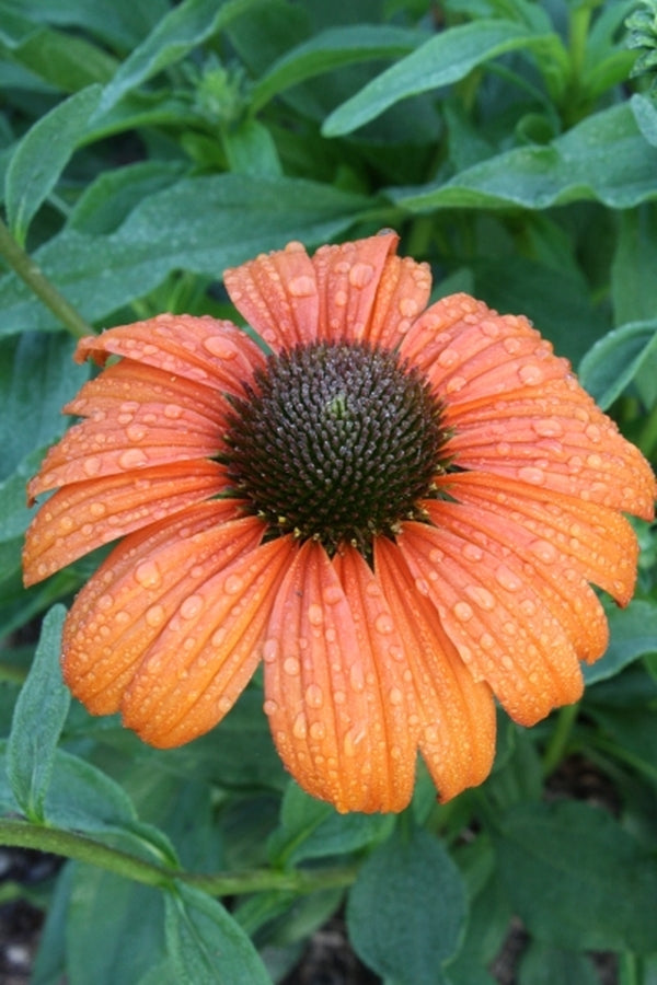 Image of Echinacea 'Tangerine Dream' PP 21,773|Juniper Level Botanic Gdn, NC|JLBG