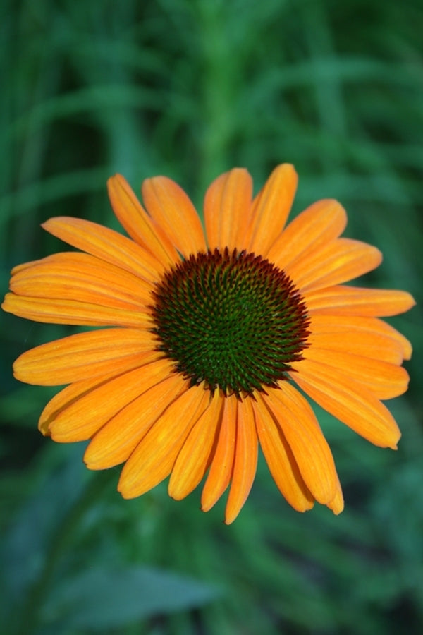 Image of Echinacea 'Tiki Torch' PP 18,839|Juniper Level Botanic Gdn, NC|JLBG