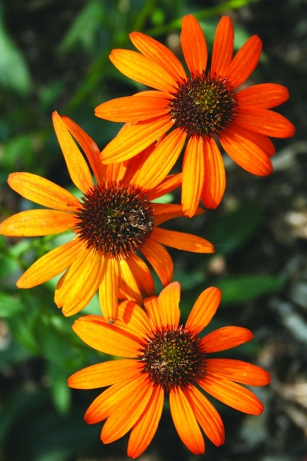 Image of Echinacea 'Tiki Torch' PP 18,839|Juniper Level Botanic Gdn, NC|JLBG