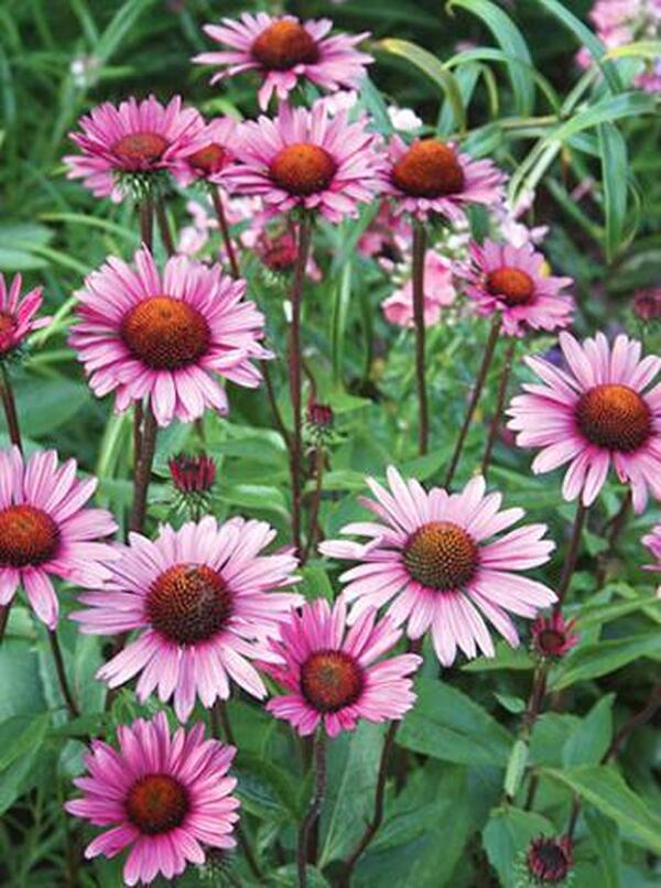 Image of Echinacea purpurea 'Fatal Attraction' PP 18,429|Juniper Level Botanic Gdn, NC|JLBG