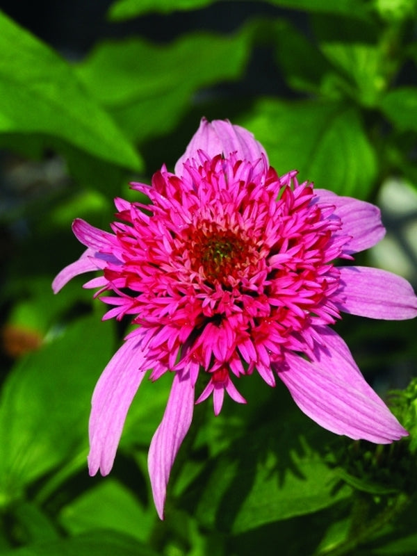 Image of Echinacea purpurea 'Pink Double Delight' PP 18,803|Juniper Level Botanic Gdn, NC|JLBG