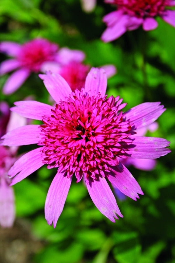 Image of Echinacea purpurea 'Pink Double Delight' PP 18,803|Juniper Level Botanic Gdn, NC|JLBG