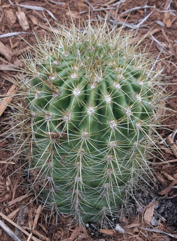 Image of Echinopsis formosa var. amaichensis 'Tafi del Valle'||