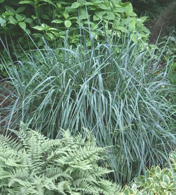 Image of Elymus 'Canyon Prince'|Juniper Level Botanic Gdn, NC|JLBG