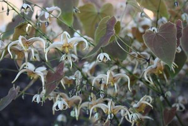 Image of Epimedium 'Chocolatte'|Juniper Level Botanic Gdn, NC|JLBG