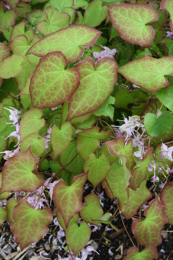 Image of Epimedium 'Lilac Cascade'|Juniper Level Botanic Gdn, NC|JLBG