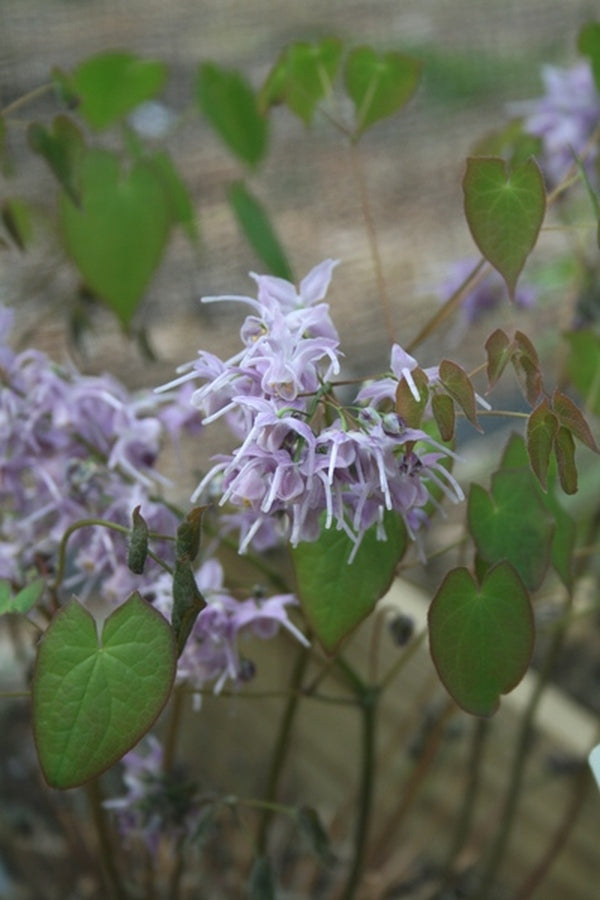Image of Epimedium 'Lilac Cascade'|Juniper Level Botanic Gdn, NC|JLBG